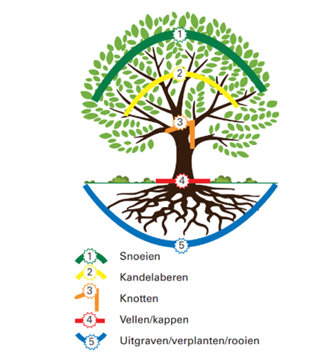 Illustratie van de verschillende niveau tussen snoeien en uitgraven.