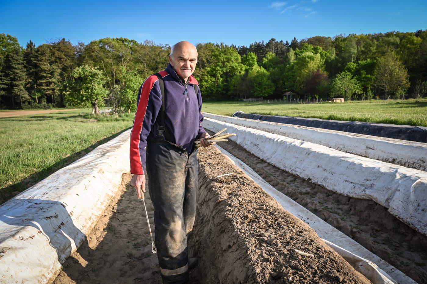 Landbouwer Willem Elsen op het aspergeveld.