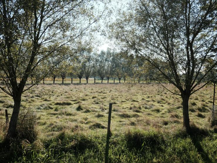 Rotselaar